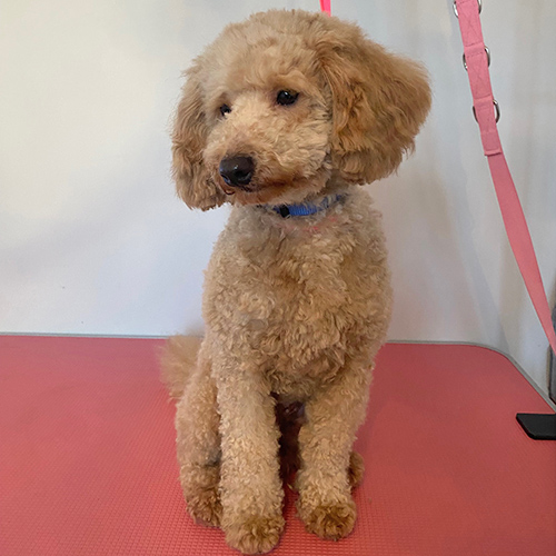 Barmouth Dog Services Dog Walking and Dog Grooming