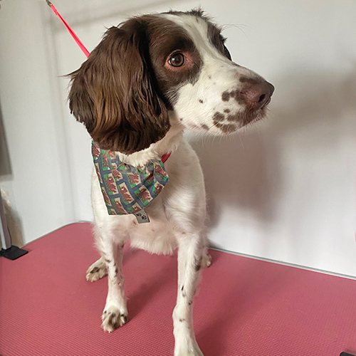 Barmouth Dog Services Dog Walking and Dog Grooming