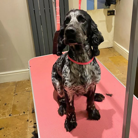 Barmouth Dog Services Dog Walking and Dog Grooming