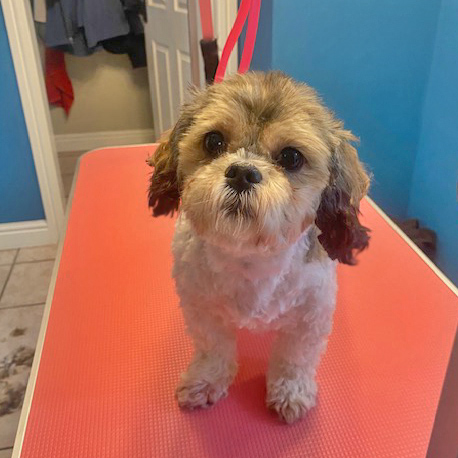 Barmouth Dog Services Dog Walking and Dog Grooming