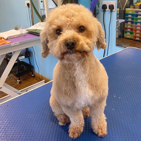 Barmouth Dog Services Dog Walking and Dog Grooming