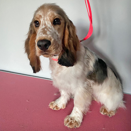 og Grooming in Talybont Barmouth