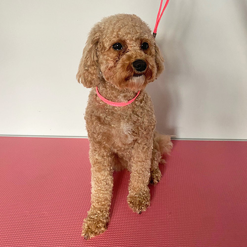 Dog Grooming Salon Talybont Barmouth