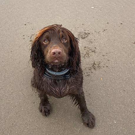 Barmouth Dog Services Dog Walking and Dog Walking