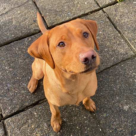 Barmouth Dog Services Dog Walking and Dog Walking