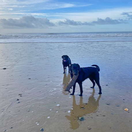 Barmouth Dog Services Dog Walking and Dog Walking