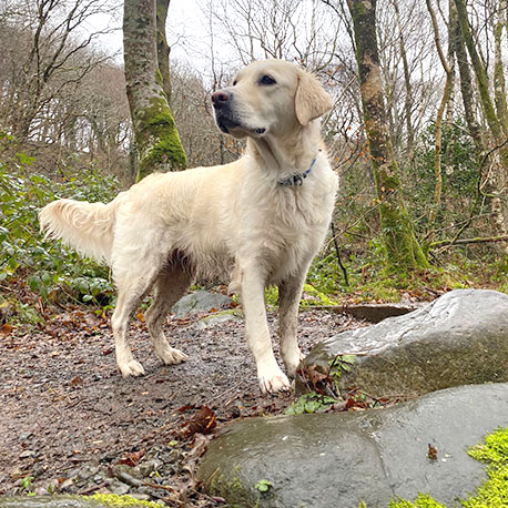 Barmouth Dog Services Dog Walking and Dog Walking