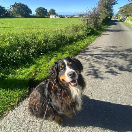 Barmouth Dog Services Dog Walking and Dog Walking