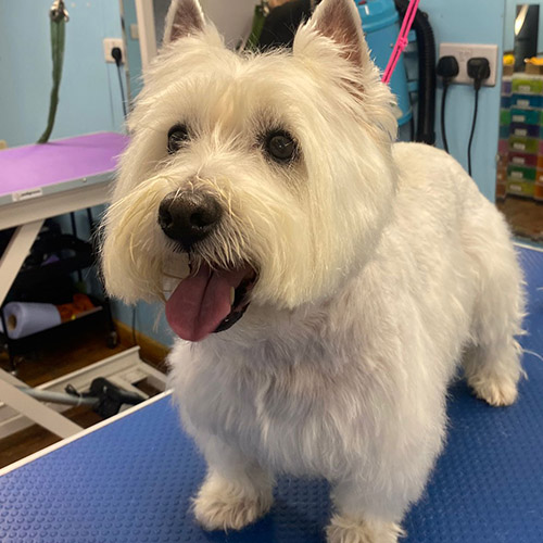 Barmouth Dog Services Dog Walking and Dog Grooming