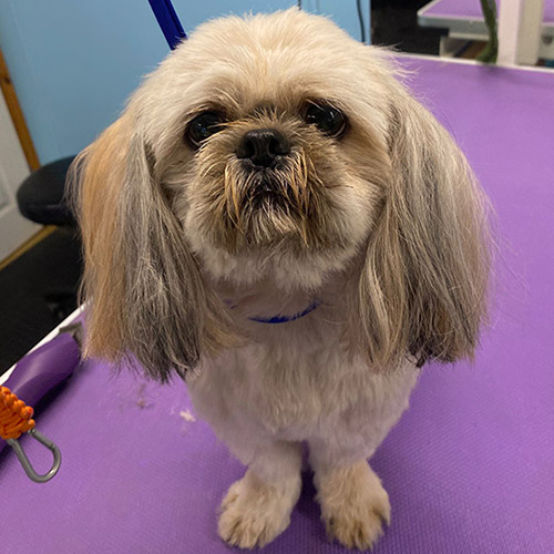 Barmouth Dog Services Dog Walking and Dog Grooming