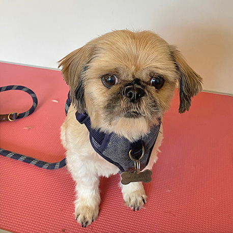 og Grooming in Talybont Barmouth