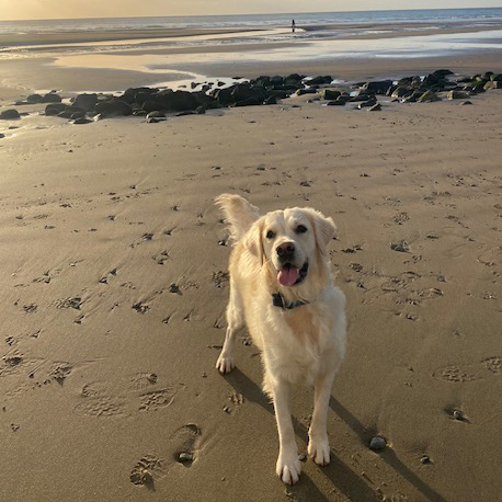 Barmouth Dog Services Dog Walking and Dog Walking