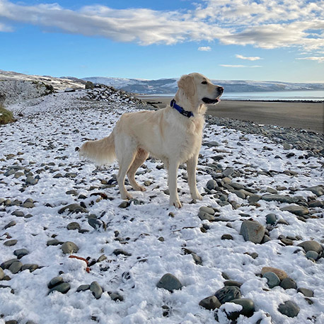 Barmouth Dog Services Dog Walking and Dog Walking
