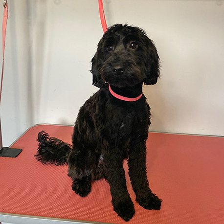 Barmouth Dog Services Dog Walking and Dog Grooming