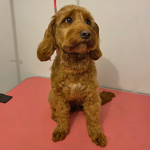 Barmouth Dog Services Dog Walking and Dog Grooming