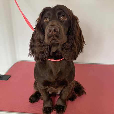 Dog Grooming in Talybont Barmouth