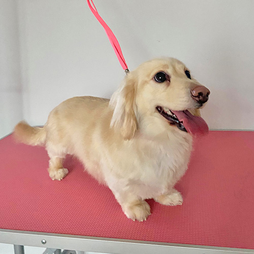 Barmouth Dog Services Dog Walking and Dog Grooming