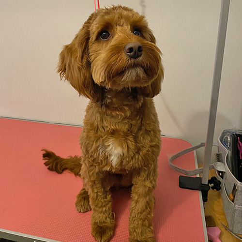 Barmouth Dog Services Dog Walking and Dog Grooming