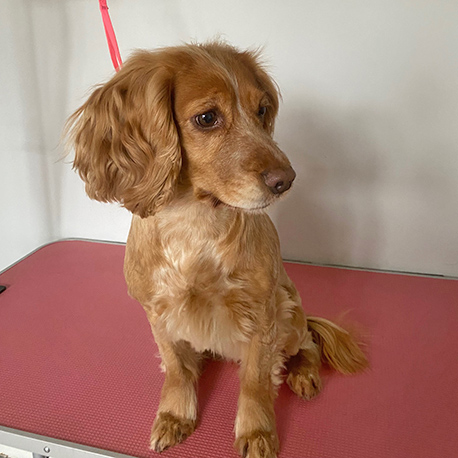 Barmouth Dog Services Dog Walking and Dog Grooming