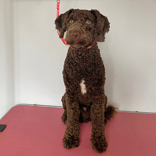 Barmouth Dog Services Dog Walking and Dog Grooming