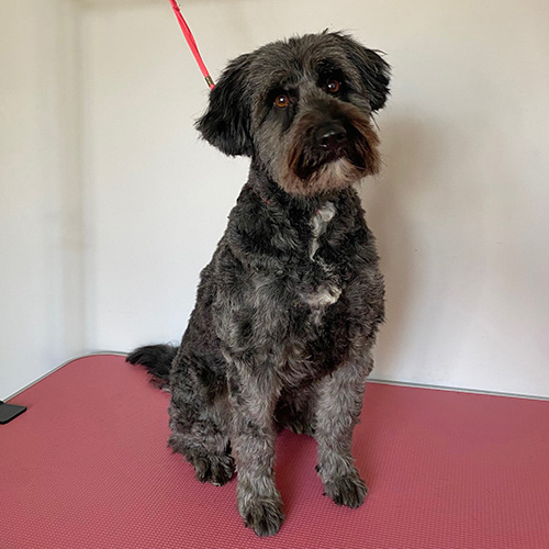 Barmouth Dog Services Dog Walking and Dog Grooming