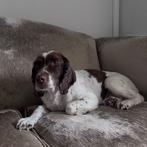 Barmouth Dog Services Dog Walking and Dog Grooming