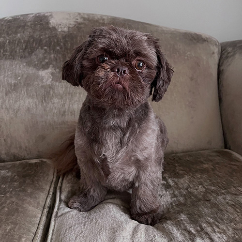 Barmouth Dog Services Dog Walking and Dog Grooming