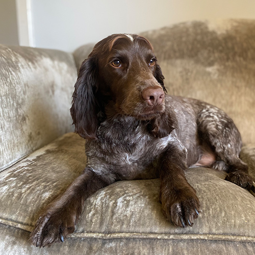 Barmouth Dog Services Dog Walking and Dog Grooming