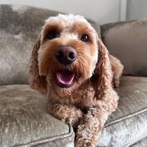 Barmouth Dog Services Dog Walking and Dog Grooming