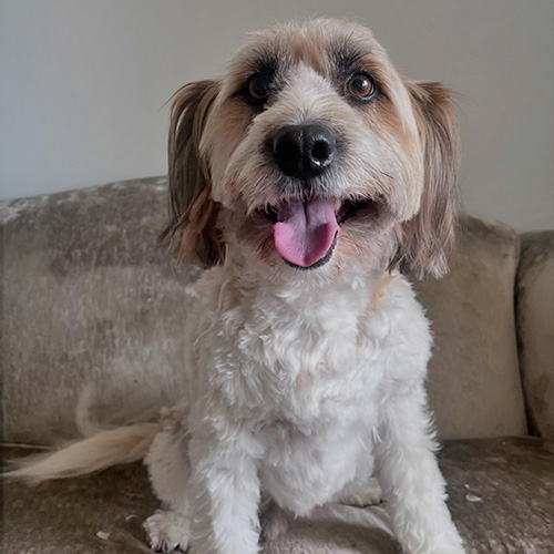 Barmouth Dog Services Dog Walking and Dog Grooming