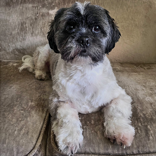 Barmouth Dog Services Dog Walking and Dog Grooming
