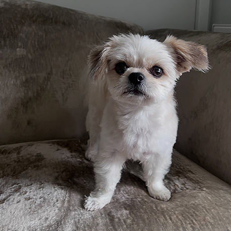 Barmouth Dog Services Dog Walking and Dog Grooming
