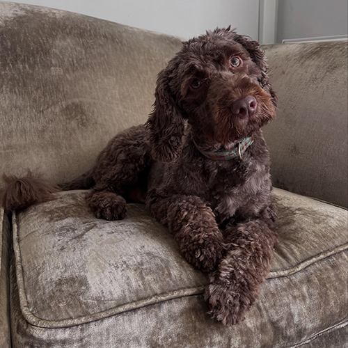 Barmouth Dog Services Dog Walking and Dog Grooming